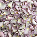 Lavender Rose Petals