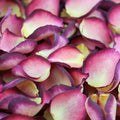 Damson Rose Petals