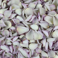 Pale Purple Rose Petals