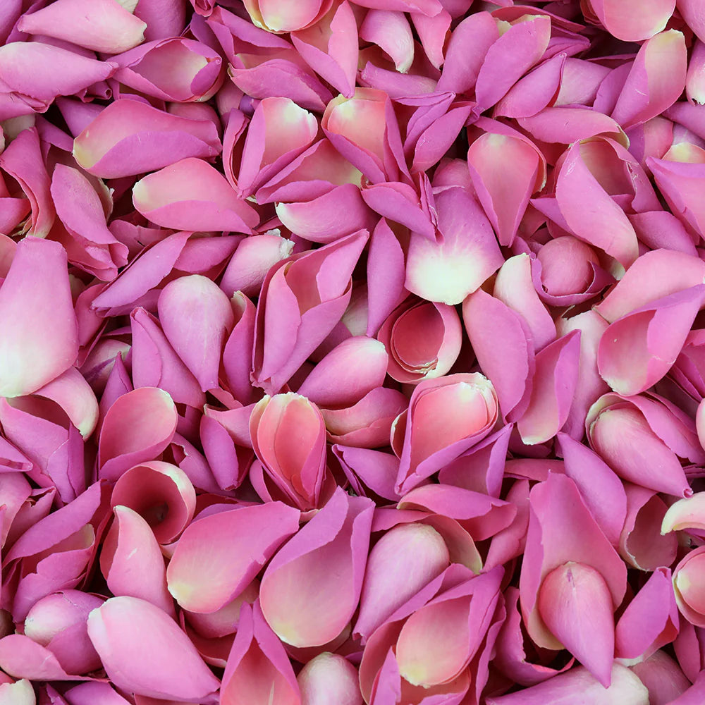 Dark Pink Rose Petals