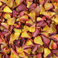 Caramel Gold Rose Petals