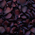 Mulberry (Dyed) Rose Petals
