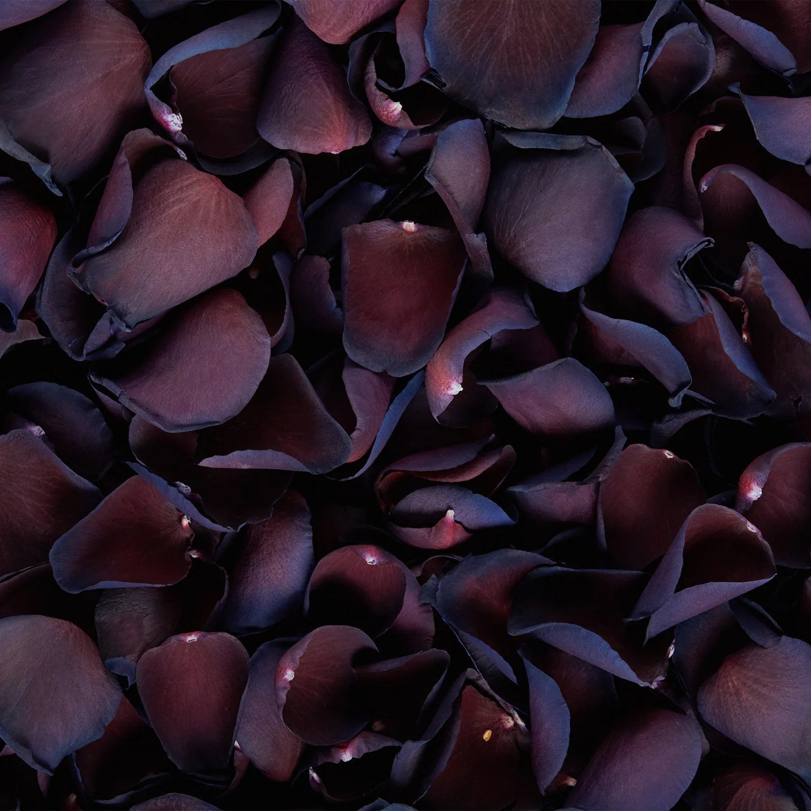 Mulberry (Dyed) Rose Petals