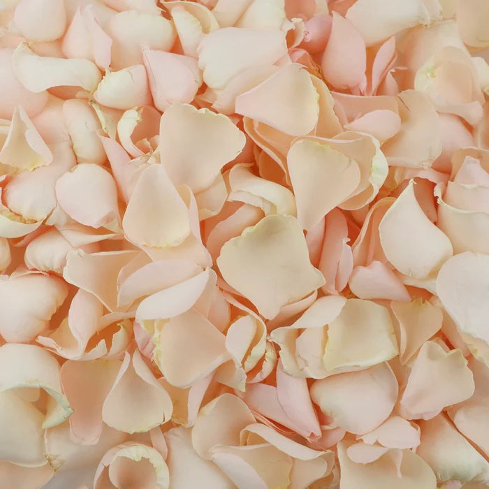 Palest Pink Rose Petals