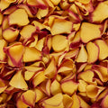 Sunset Kiss Rose Petals