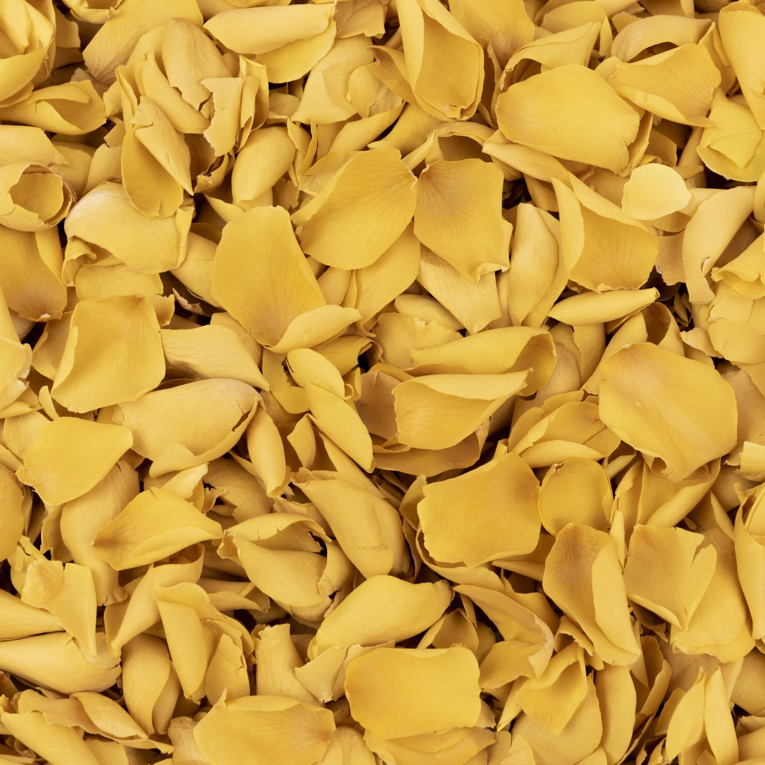 Yellow Rose Petals