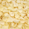 Ivory Rose Petals